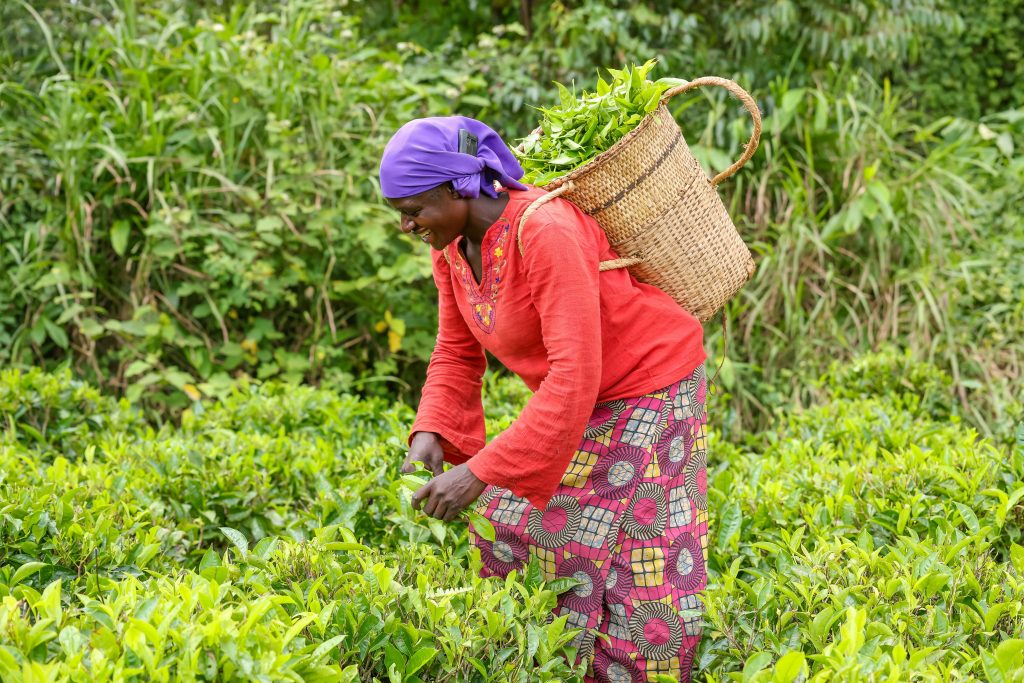 Empowering Women Farmers Through Climate-Smart Agriculture in Jigawa State